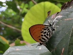 Drupadia ravindra