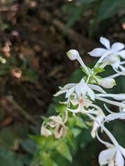 Calanthe triplicata