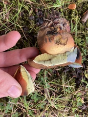Neoboletus luridiformis