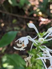 Calanthe triplicata