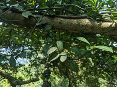 Psychotria serpens