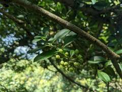 Psychotria serpens