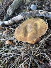 Neoboletus luridiformis