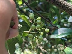 Psychotria serpens
