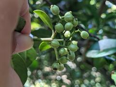 Psychotria serpens