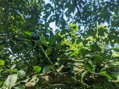 Psychotria serpens