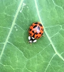 Harmonia axyridis