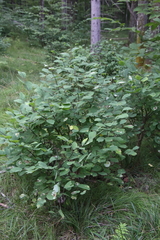 Amelanchier alnifolia
