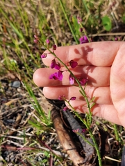 Polygala virgata