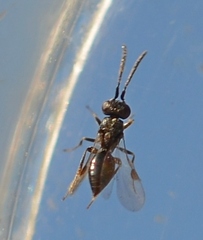 Megaspilidae