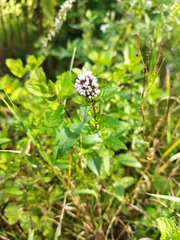 Mentha × piperita