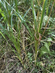 Carex lacustris