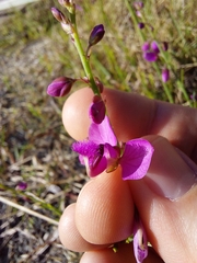 Polygala virgata
