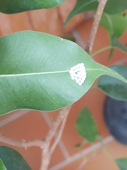 Ricania speculum