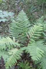 Athyrium angustum