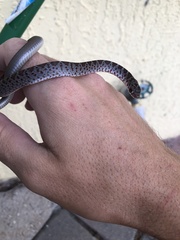 Coluber constrictor priapus