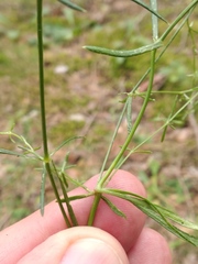 Asperula tinctoria