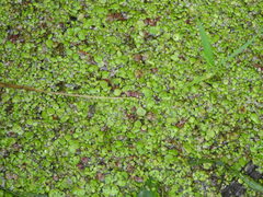 Spirodela polyrhiza