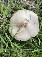 Pluteus