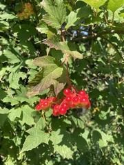 Viburnum opulus