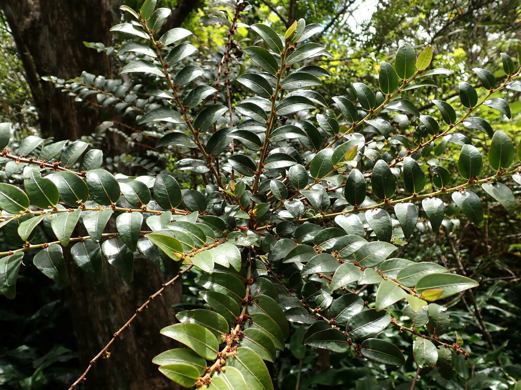 Phyllanthus phillyreifolius