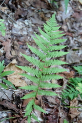 Athyrium angustum