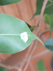 Ricania speculum