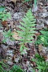 Athyrium angustum
