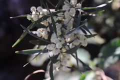 Acacia melanoxylon