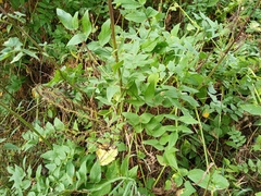 Galega orientalis