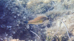 Symphodus tinca