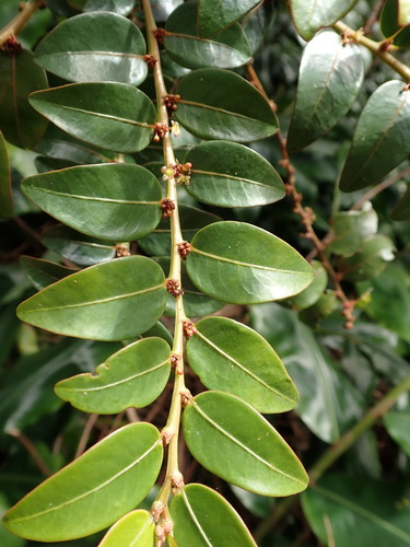 Phyllanthus phillyreifolius image