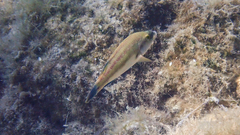 Symphodus tinca