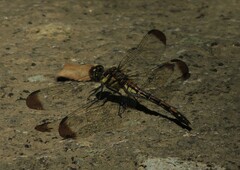 Sympetrum infuscatum