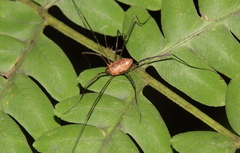 Leiobunum calcar