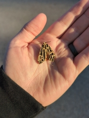 Apantesis parthenice