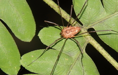 Leiobunum calcar