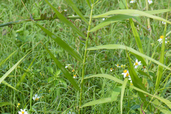 Phragmites vallatoria