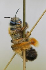 Dasypoda hirtipes
