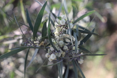Acacia melanoxylon