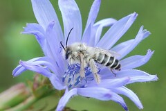 Dasypoda hirtipes