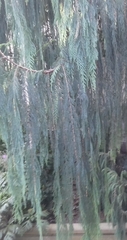 Cupressus cashmeriana