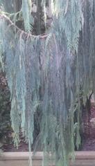Cupressus cashmeriana