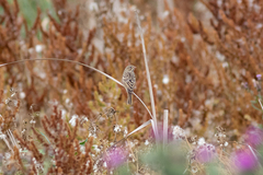 Emberiza hortulana