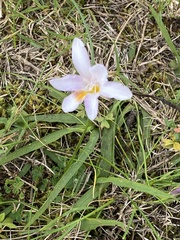 Freesia caryophyllacea