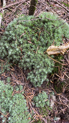 Leucobryum glaucum