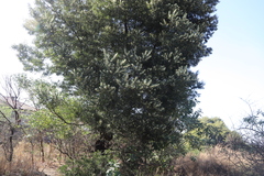 Acacia melanoxylon