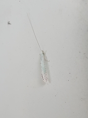 Nectopsyche exquisita