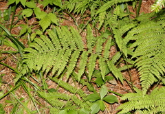Athyrium angustum