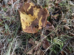 Neoboletus erythropus